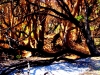 Bushfire aftermath